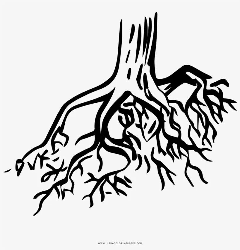 Tree Roots Coloring Page - Raices Para Colorear - 1000x1000 PNG Download -  PNGkit