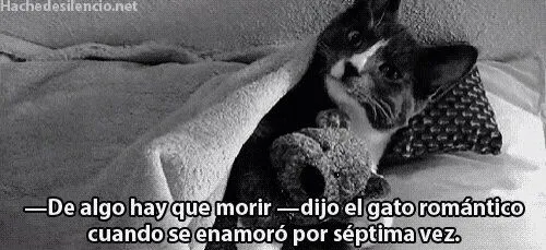 TRIBUTO on Twitter: "El Gato Romántico dijo: "De algo hay que ...