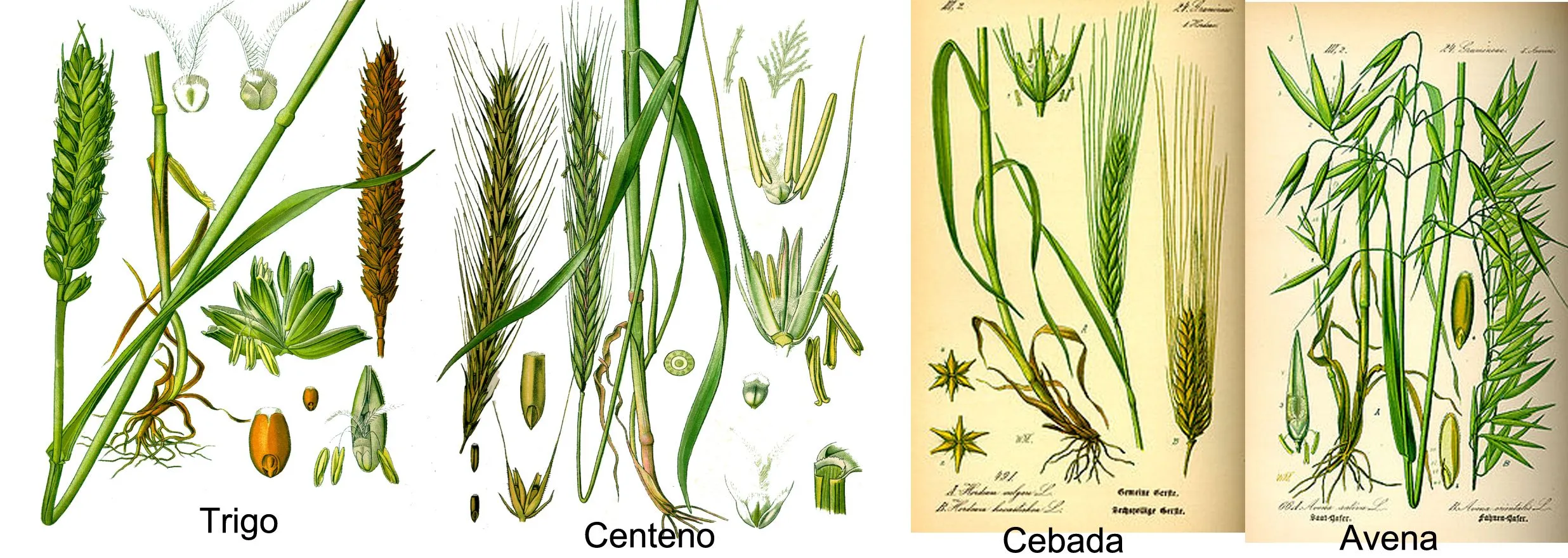 Trigo, Cebada y Centeno: Diferencias | Enronados