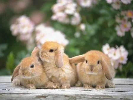 Trio de conejitos on we heart it / visual bookmark #