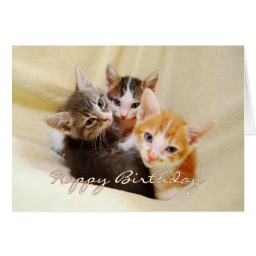 Trío del feliz cumpleaños de gatitos felicitacion | Zazzle