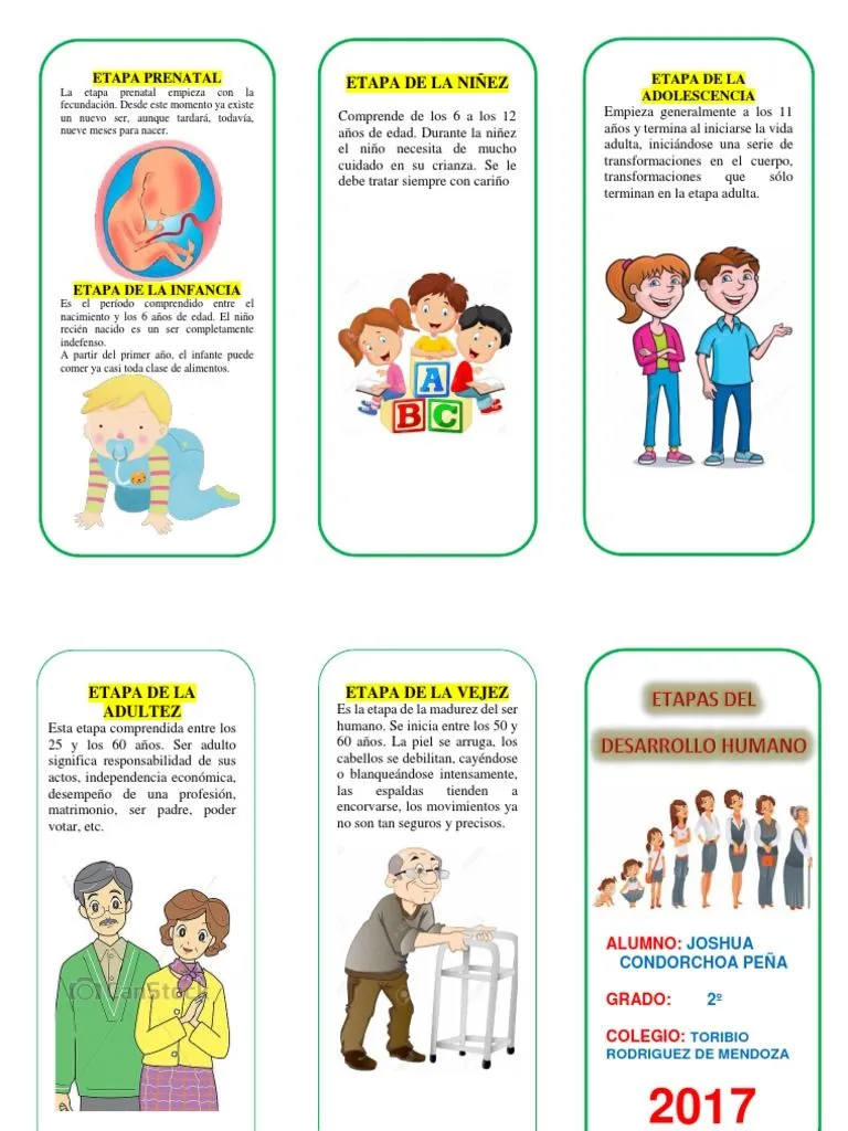 TRIPTICO Etapas Del Desarrollo Humano | PDF