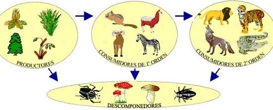 biologiaygeologiaensecundaria.blogspot.com