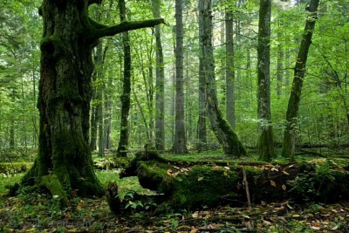 El trolley de Nieves: ALGUNOS BOSQUES ENCANTADOS EN EL AÑO ...