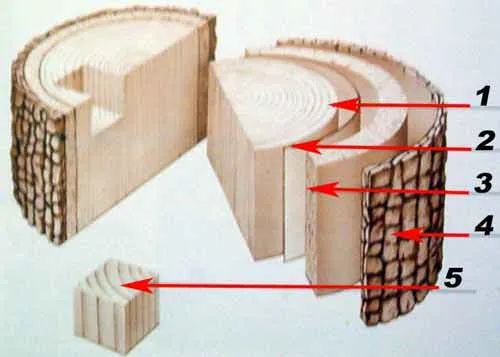 El tronco del árbol