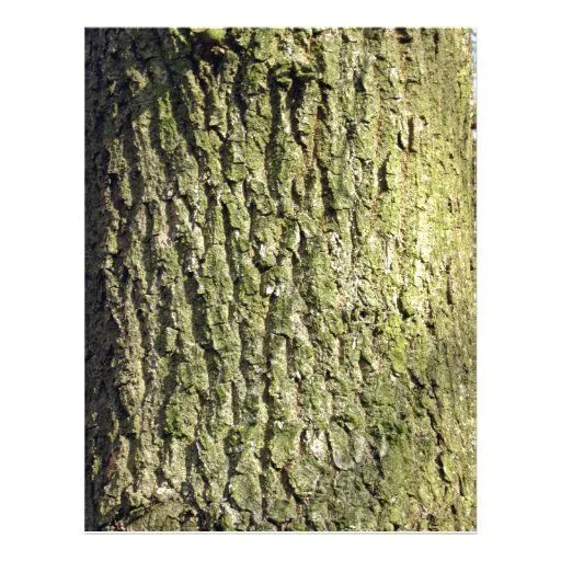 Tronco de árbol de madera del musgo tarjetón | Zazzle