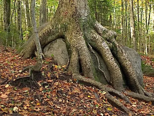 En el tronco de un árbol - a photo on Flickriver