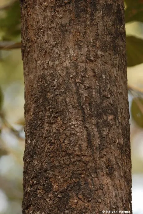 Tronco arbol - Imagui