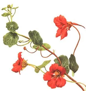 Tropaeolum