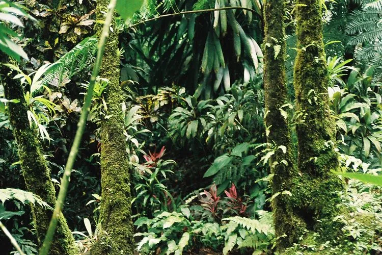 Tropical Rainforests - Windows to the Universe