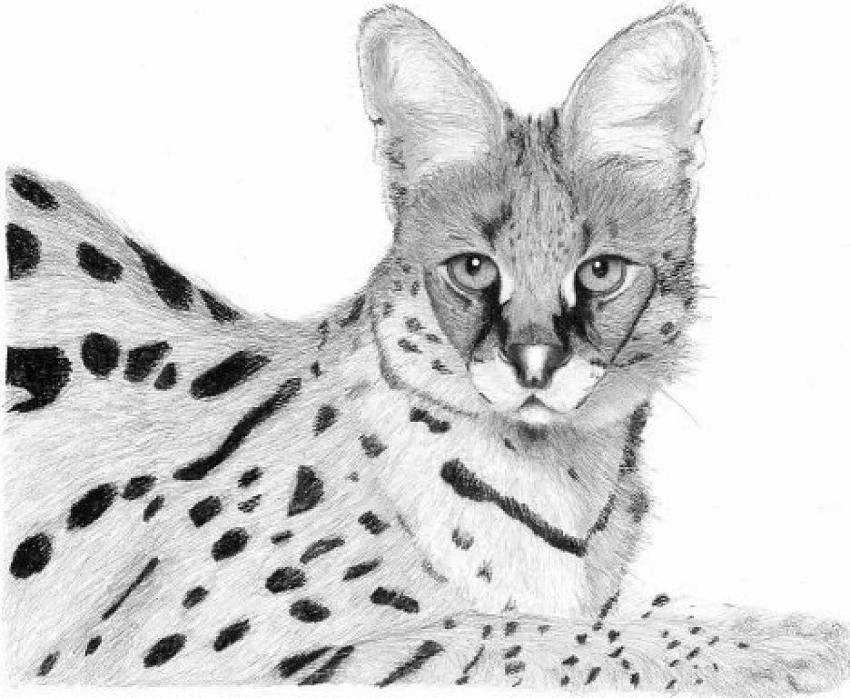 Trucos para dibujar a lápiz | Aprender manualidades es facilisimo.