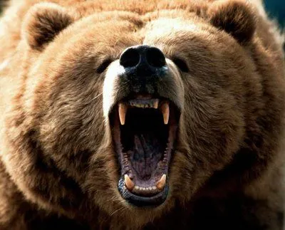 Mucha trusca: El Oso Grizzly