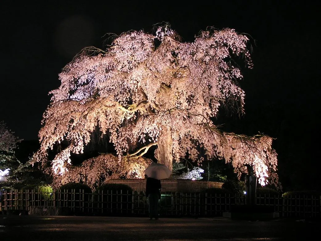 Tsu-chan~~: Sakura Biyori - IchiRuki, Drabble