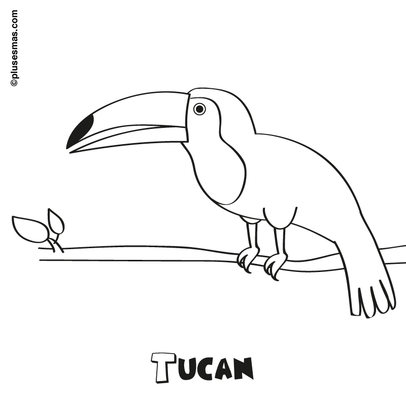 Tucán para colorear. Colorear con niños. Ocio en casa. Plusesmas.com