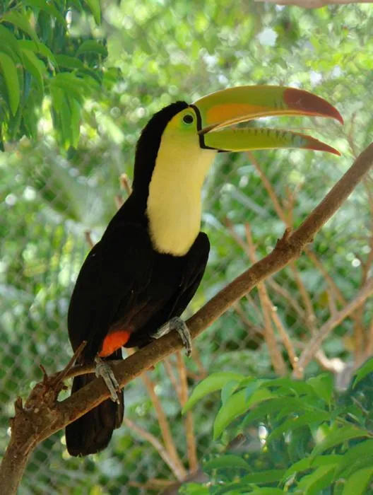 Tucan Greeting Card