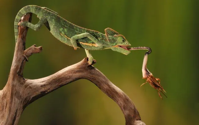 E TUDO LEVA À...PERÍCIA: Caçadores e presas: Fotografia de alta ...