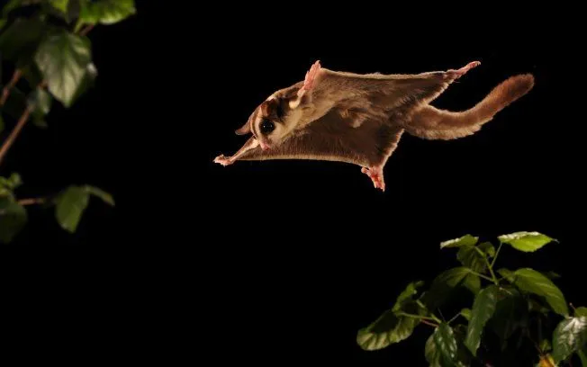 E TUDO LEVA À...PERÍCIA: Caçadores e presas: Fotografia de alta ...