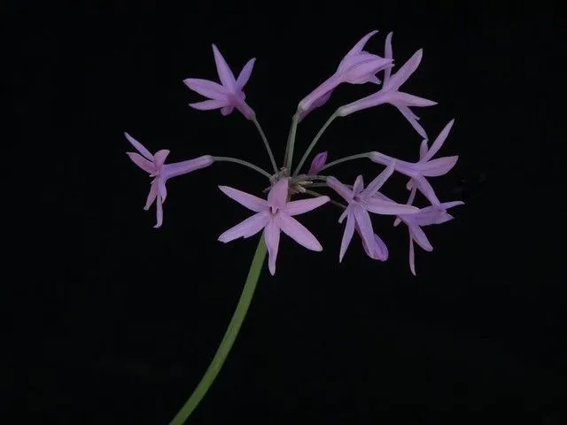 Tulbaghia violácea (cebollín) | Flickr - Photo Sharing!