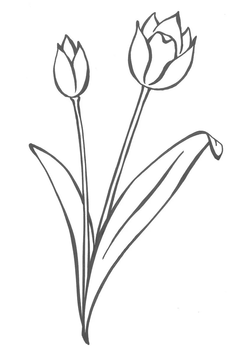 tulipan Colouring Pages