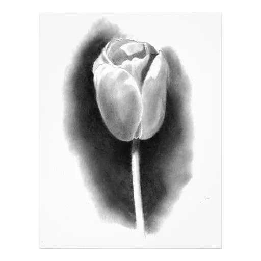 TULIPÁN EN LÁPIZ: ARTE DEL REALISMO TARJETONES | Zazzle