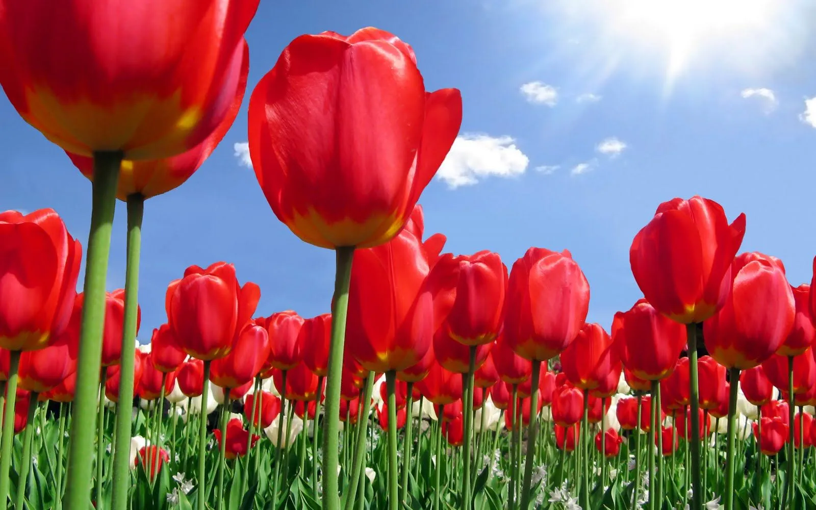 Imágenes de flores para el día de las madres (33 elementos ...