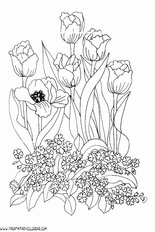 dibujos-para-pintar-de-flores-tulipanes-011