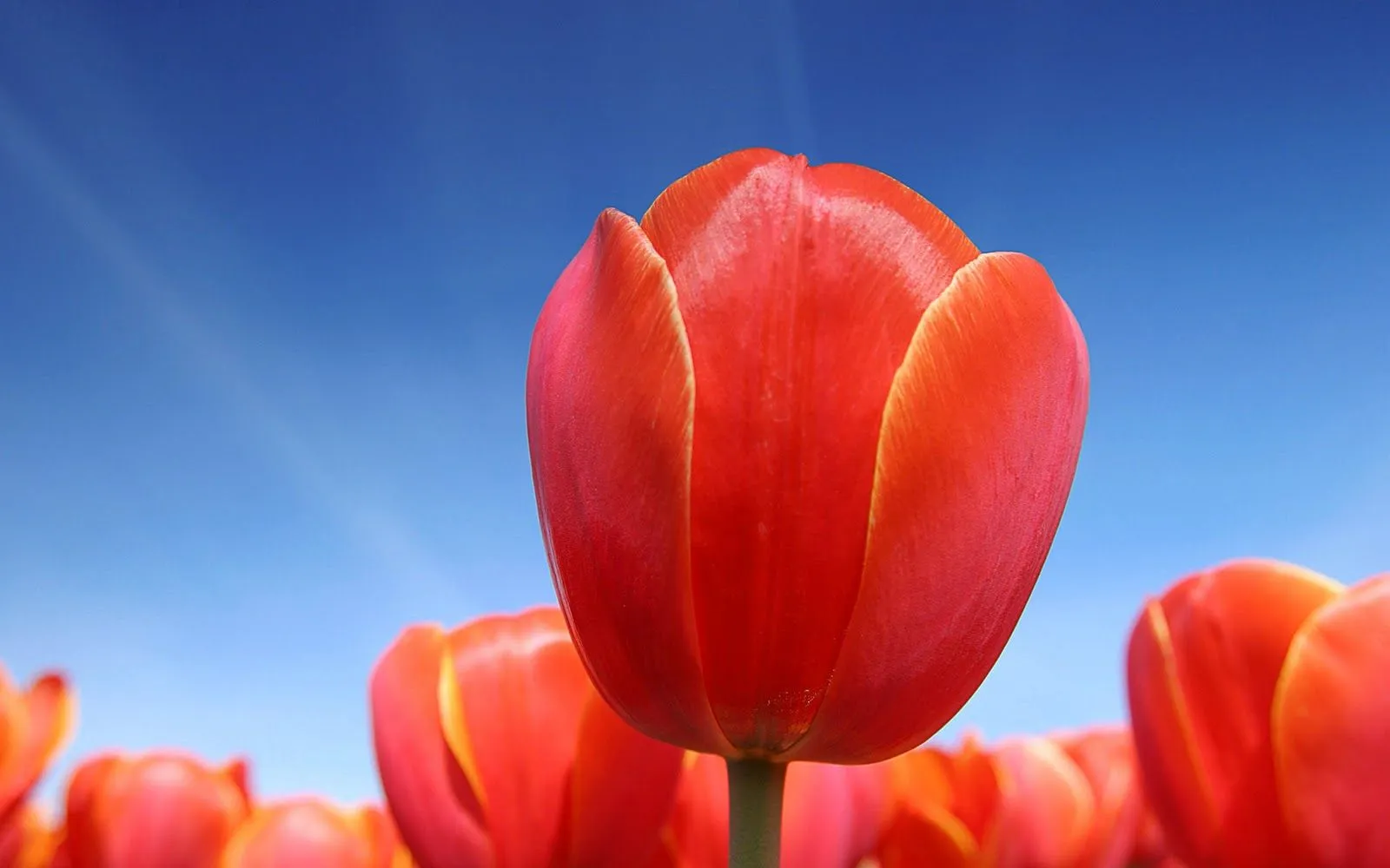  ... de flores de tulipanes para que actualicen su fondo de escritorio con