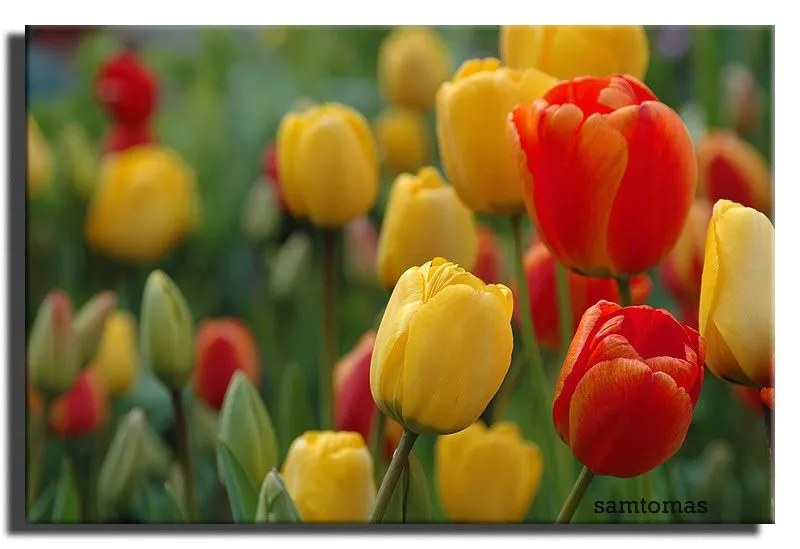 Imágenes de hermosos tulipanes | Flores para todo.