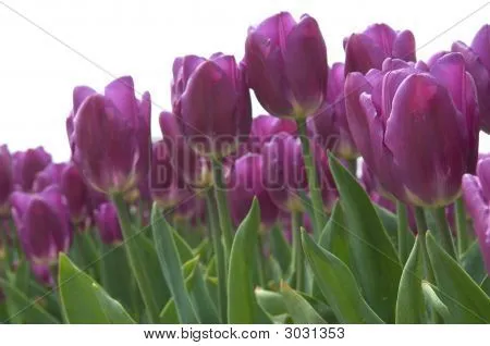 Tulipanes morados Fotos stock e Imágenes stock | Bigstock