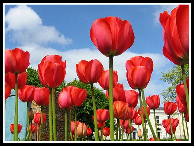 Tulipanes: plantas ornamentales en al-Andalus | Med-