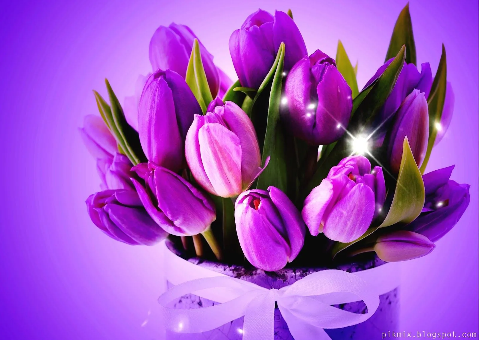 Tulipanes violeta | Pik-