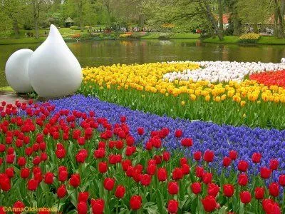 Tulipomanía, la fiebre del tulipán que casi llevó a Holanda a la ...