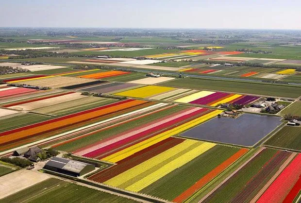 Tulipomanía, la fiebre del tulipán que casi llevó a Holanda a la ...