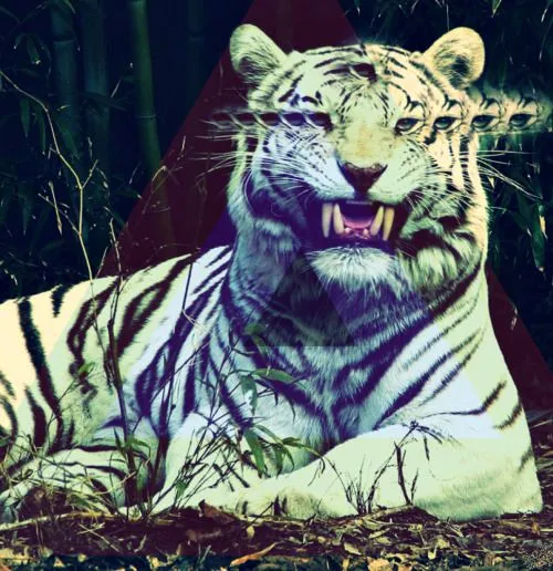 Tumblr Hipster Tiger