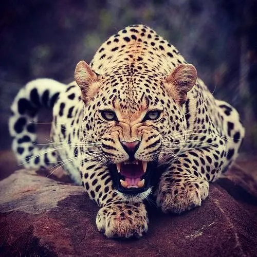 Tumblr leopard - Imagui