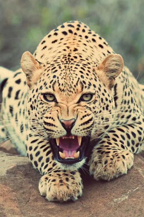 Tumblr leopard - Imagui