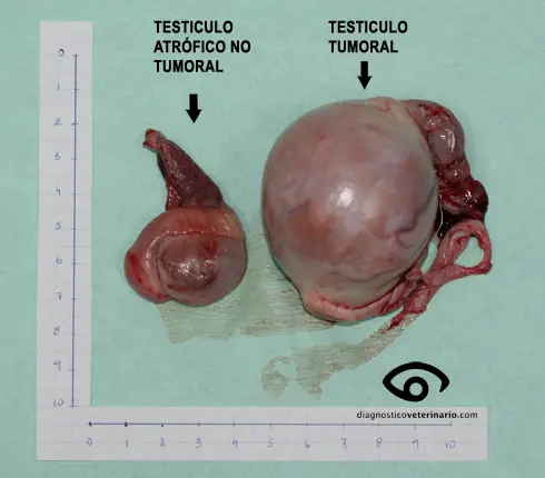 Tumores testiculares en el perro | Diagnóstico Veterinario