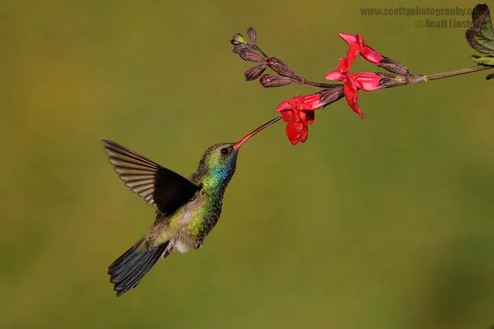 Turismo en Fotos: Aves Hermosas