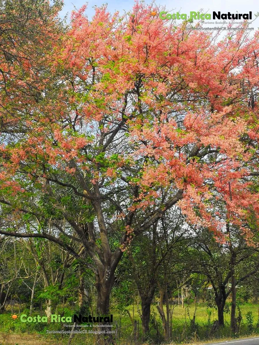 Turismo Sostenible Costa Rica: Turismo Sostenible Costa Rica ...