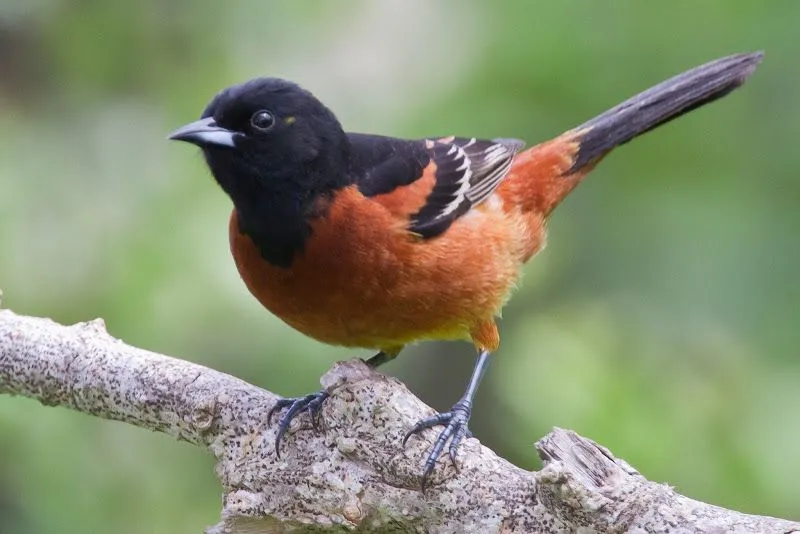 Turpial de Huertos - Icterus spurius El turpial de huertos o la ...