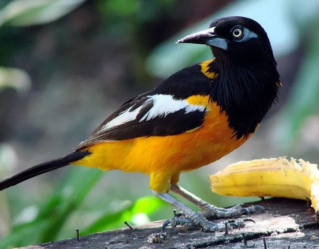 TURPIAL , Venezuelan national bird. | Aves 2 | Pinterest