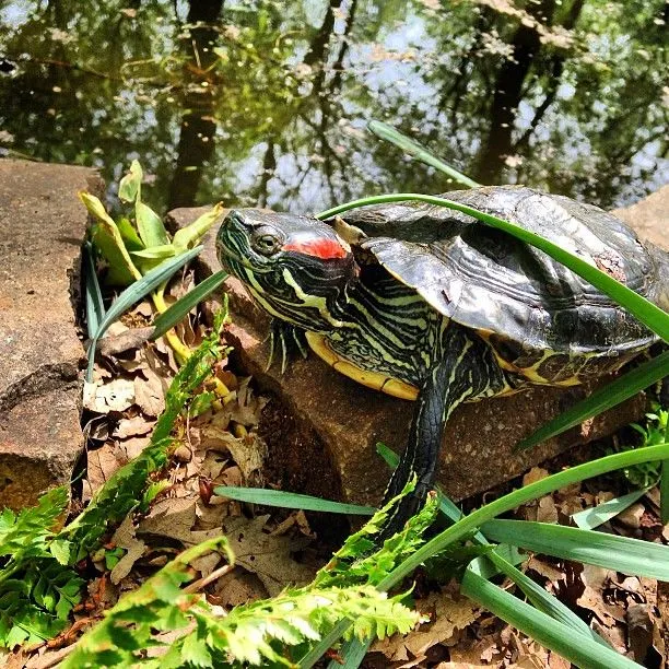 turtle #animal #rectiles #lake | Flickr - Photo Sharing!