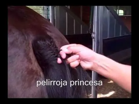 Tutorial: Trenzar la cola del caballo. - YouTube