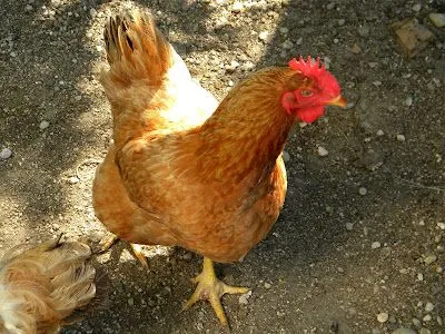 Tutto sulla natura...: Gallina ruspante