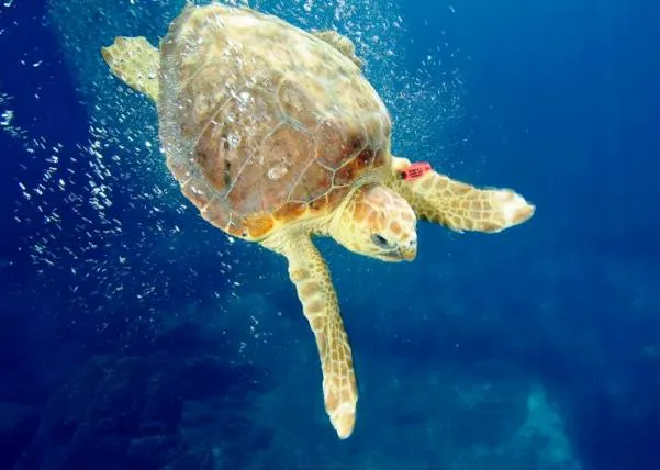 Tuttodiving.com | Scoprire il mondo della Subacquea