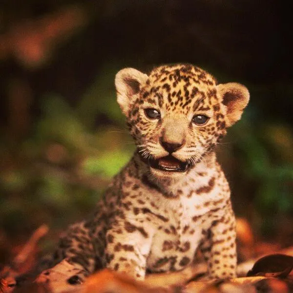 Twitter / FotoEcuador: Les presento a un jaguar bebe ...