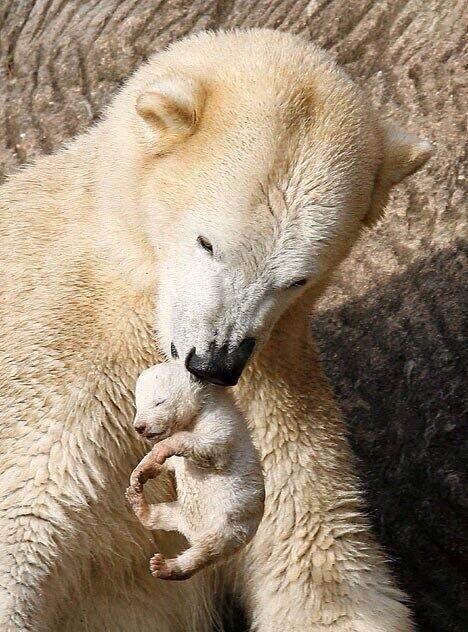 Twitter / _Paisajes_: Oso polar recién nacido en ...