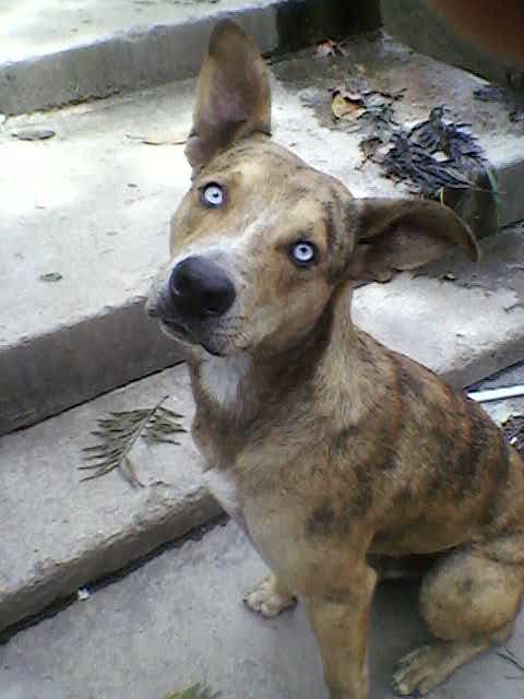 Twitter / perritocallejer: perro atrigrado con ojos azules ...