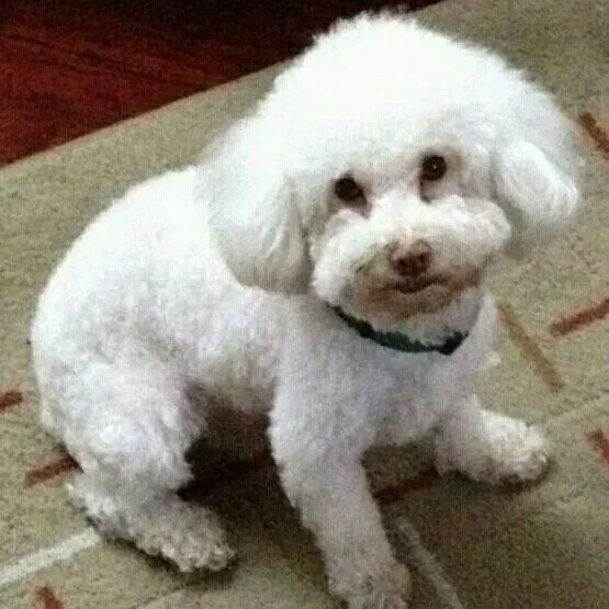 Twitter / Tango_BME: PERDIDO Niko PERRO POODLE BLANCO ...