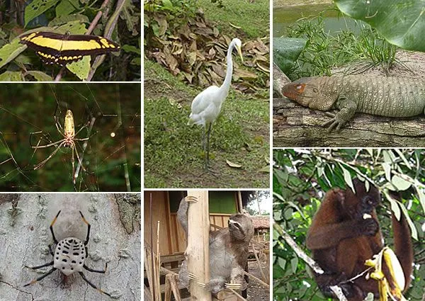 Ucayali: Ucayali flora y fauna